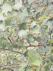 Alnus rohlenae