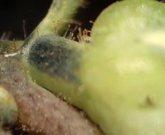 Linaria supina maritima