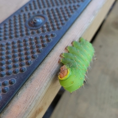 Antheraea polyphemus