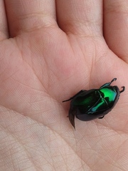 Macraspis rufonitida