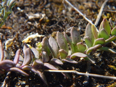 Linaria supina maritima
