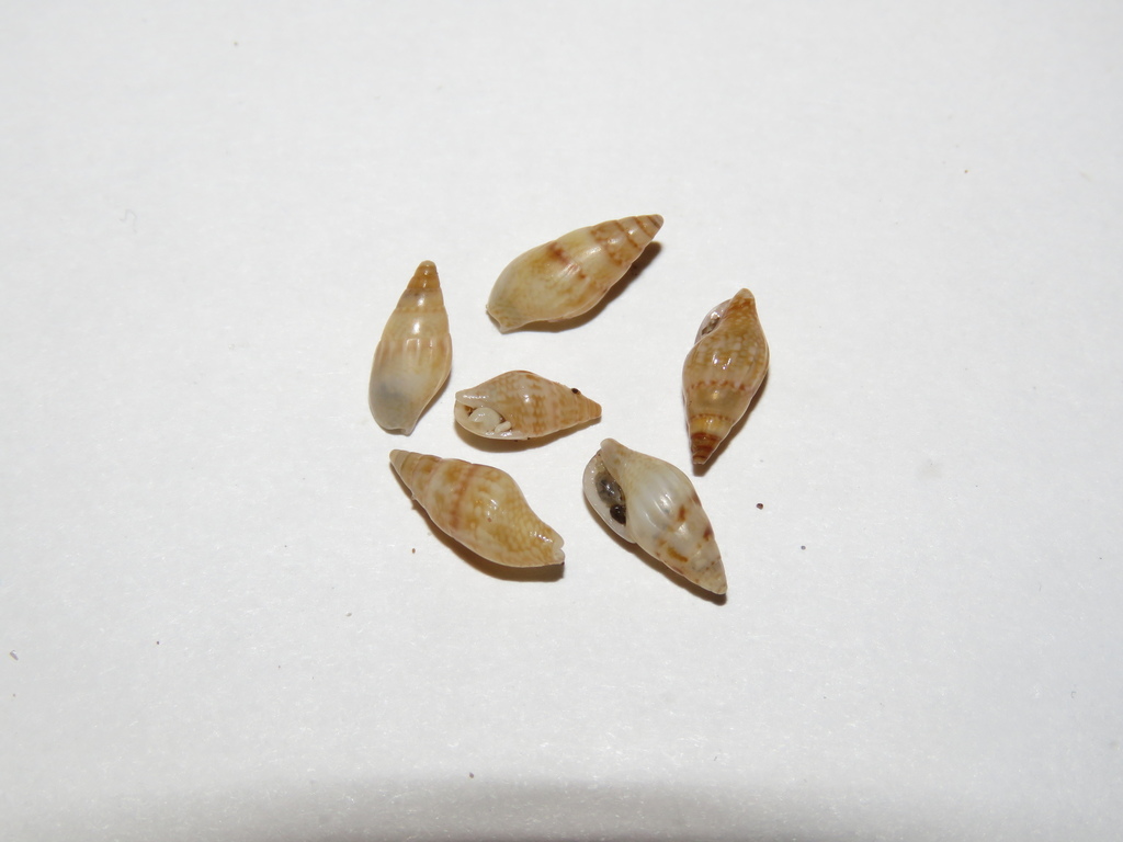 Bryozoan Drill