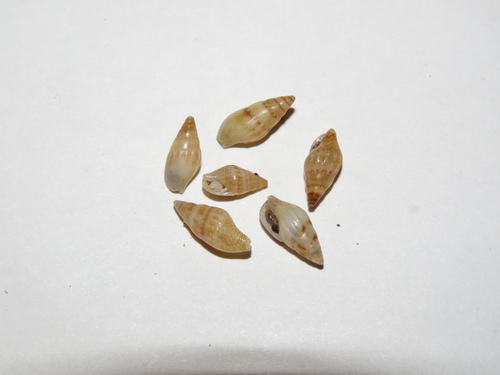 Costoanachis sertulariarum