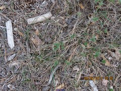 Astragalus granatensis