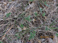 Astragalus granatensis