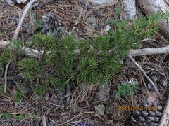 Juniperus phoenicea