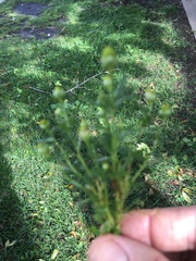 Matricaria discoidea