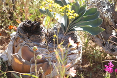 Boophone haemanthoides