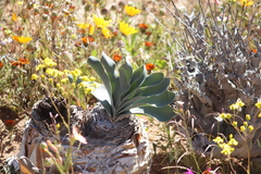 Boophone haemanthoides