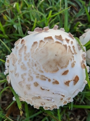 Chlorophyllum