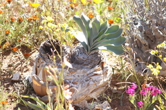 Boophone haemanthoides