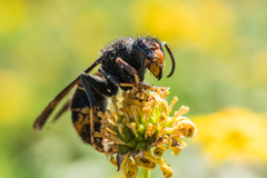Vespa velutina