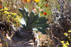 Boophone haemanthoides