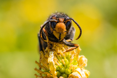 Vespa velutina