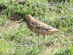 Geositta cunicularia