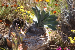 Boophone haemanthoides