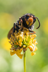 Vespa velutina