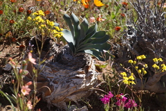 Boophone haemanthoides