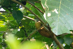 Cantorchilus leucotis