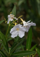 Nerium oleander