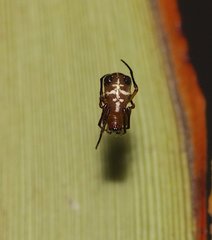 Araneae