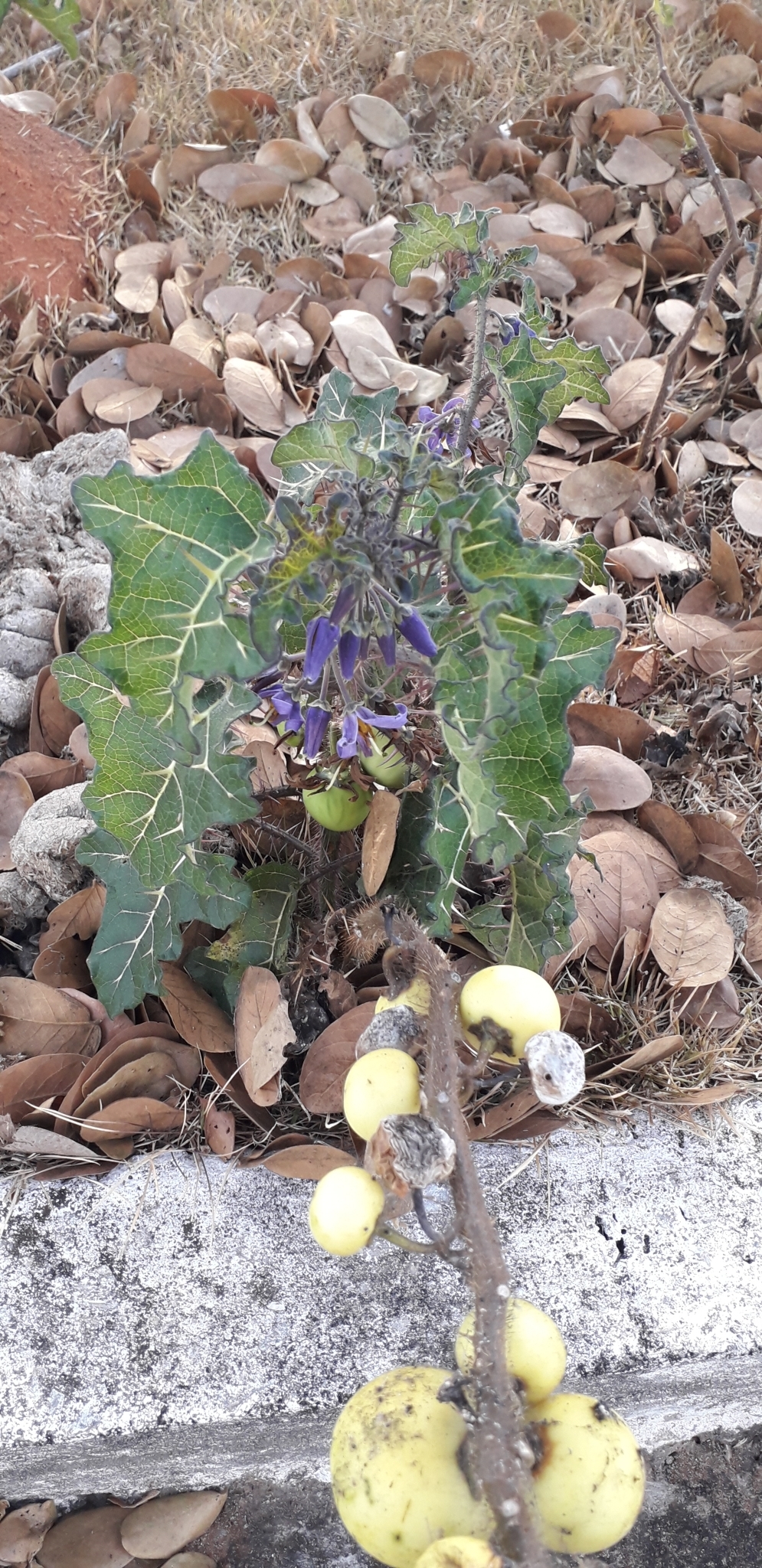 Solanum palinacanthum
