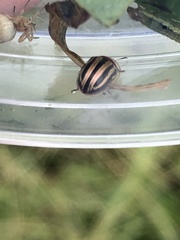 Agroiconota bivittata