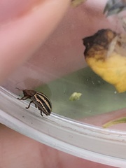 Agroiconota bivittata