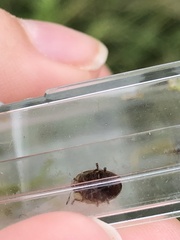 Agroiconota bivittata