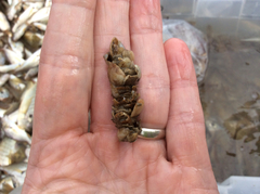 Diopatra cuprea