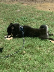 Canis familiaris