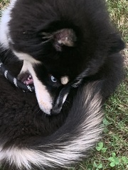Canis familiaris