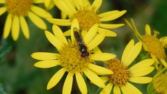 Platycheirus scutatus