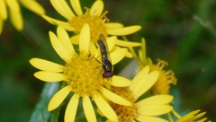 Platycheirus scutatus