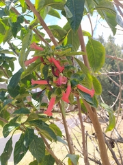 Iochroma fuchsioides