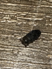 Dermestes undulatus