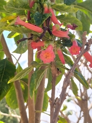 Iochroma fuchsioides