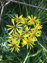 Senecio nemorensis