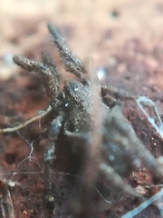 Anelasmocephalus cambridgei