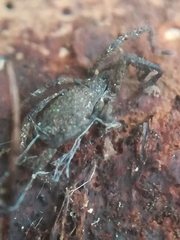Anelasmocephalus cambridgei