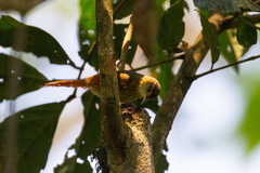 Cranioleuca gutturata