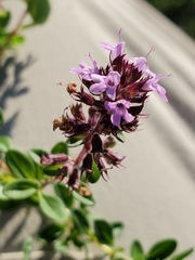 Thymus pulegioides pulegioides