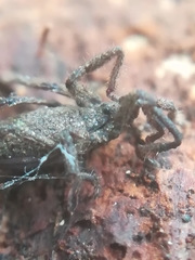 Anelasmocephalus cambridgei