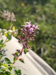 Thymus pulegioides pulegioides