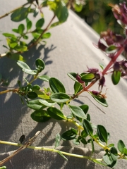 Thymus pulegioides pulegioides