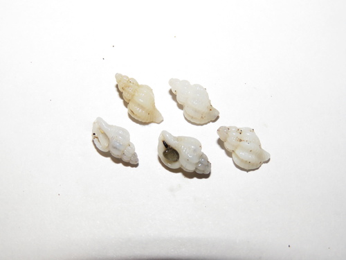 Urosalpinx cala