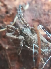 Anelasmocephalus cambridgei