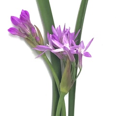 Tulbaghia violacea