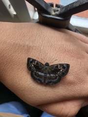 Quadrus cerialis