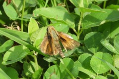 Atalopedes campestris huron